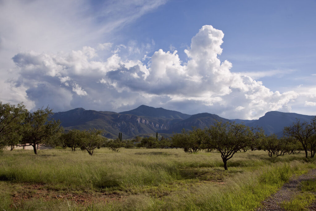 Saddle Up for the 2025 Cochise Cowboy Poetry & Music Festival